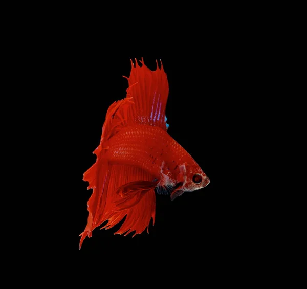 Peixe Lutador Peixe Vermelho Sobre Fundo Preto Cor Siamês Peixe — Fotografia de Stock