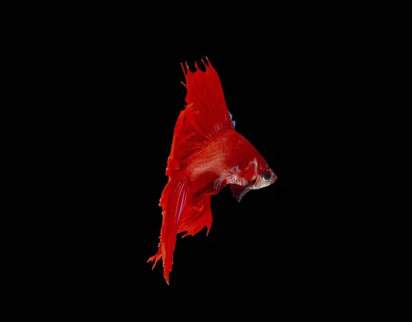 Fighting fish, red fish on a black background, color Siamese fighting fish.