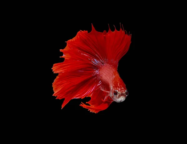 Fighting Fish Red Fish Black Background Color Siamese Fighting Fish — Stock Photo, Image