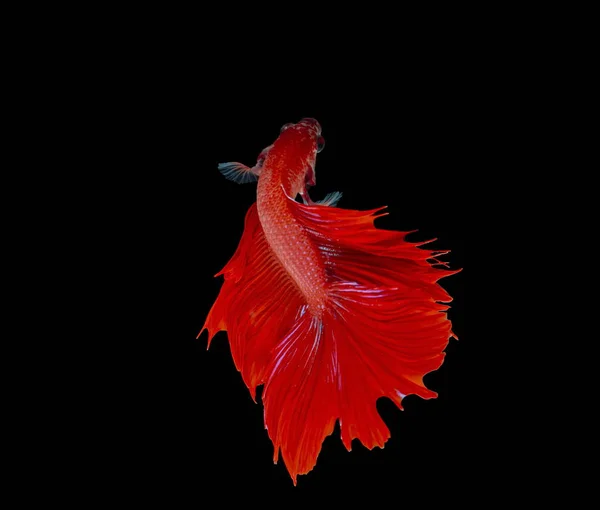 Kampffisch Roter Fisch Auf Schwarzem Hintergrund Siamesischer Kampffisch — Stockfoto