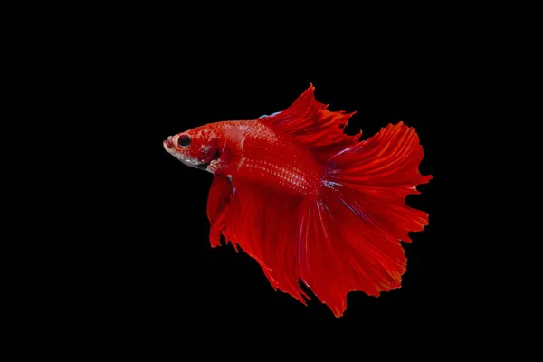 Dövüş Balık Kırmızı Balık Siyah Bir Arka Plan Renk Siyam — Stok fotoğraf