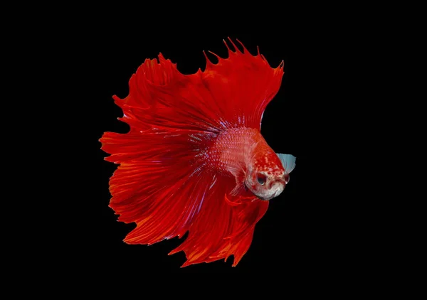 Fighting fish, red fish on a black background, color Siamese fighting fish.