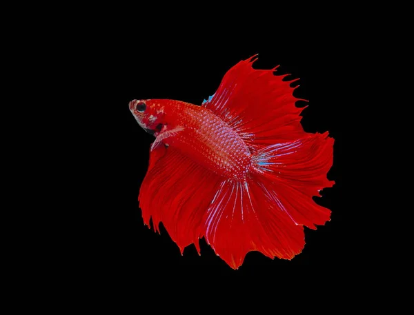 Fighting Fish Red Fish Black Background Color Siamese Fighting Fish — Stock Photo, Image