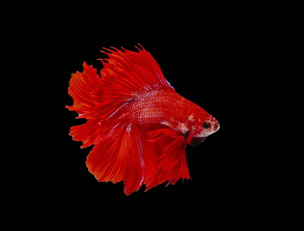 Fighting fish, red fish on a black background, color Siamese fighting fish.