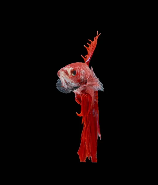 Peixe Lutador Peixe Vermelho Sobre Fundo Preto Cor Siamês Peixe — Fotografia de Stock