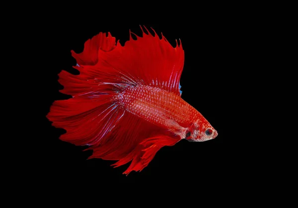 Boj Ryby Červené Ryby Černém Pozadí Barva Bojovnice Pestrá — Stock fotografie