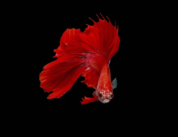 Боротьба Рибою Червона Риба Чорному Тлі Колір Сіамські Файтинг Риби — стокове фото