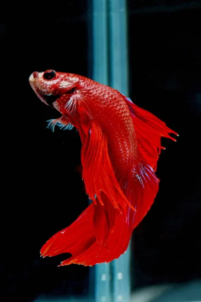 Fighting fish, red fish on a black background, color Siamese fighting fish.