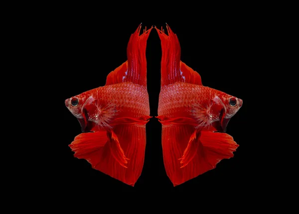 Боевая Рыба Красная Рыба Черном Фоне Цвет Сиамской Боевой Рыбы — стоковое фото