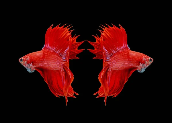 Fighting fish, red fish on a black background, color Siamese fighting fish.