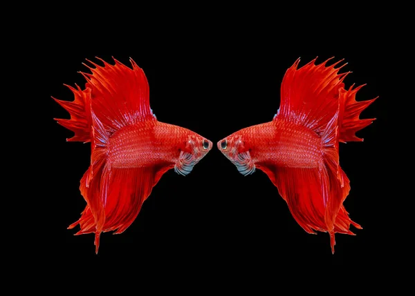 Fighting fish, red fish on a black background, color Siamese fighting fish.