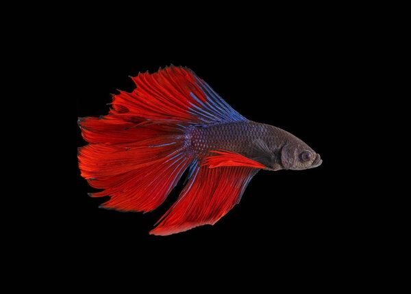 Fighting fish, red fish on a black background, color Siamese fighting fish.