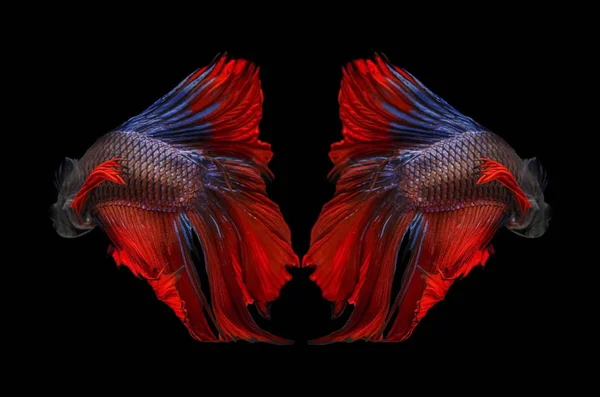 Fighting fish, red fish on a black background, color Siamese fighting fish.