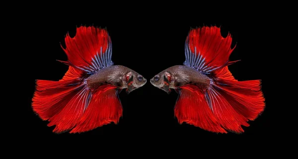 Fighting fish, red fish on a black background, color Siamese fighting fish.