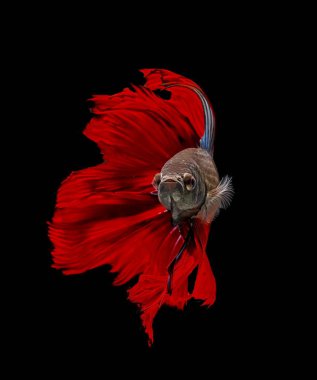 Fighting fish, red fish on a black background, color Siamese fighting fish. clipart