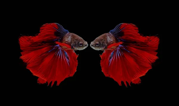 Fighting fish, red fish on a black background, color Siamese fighting fish.