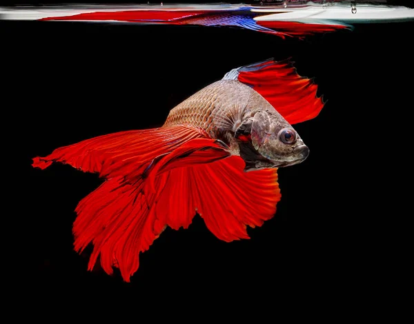 물고기를 싸우는 바탕에 빨간색 물고기 싸우는 물고기 — 스톡 사진