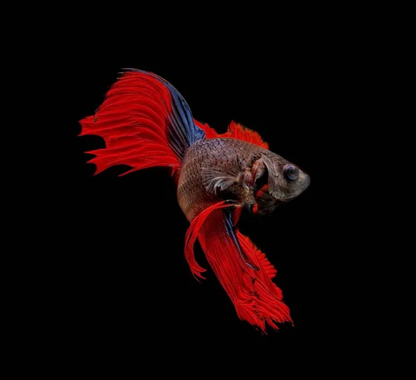 Fighting fish, red fish on a black background, color Siamese fighting fish.