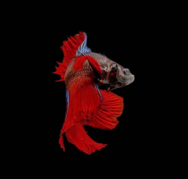 Peces Lucha Peces Rojos Sobre Fondo Negro Peces Siameses Lucha — Foto de Stock