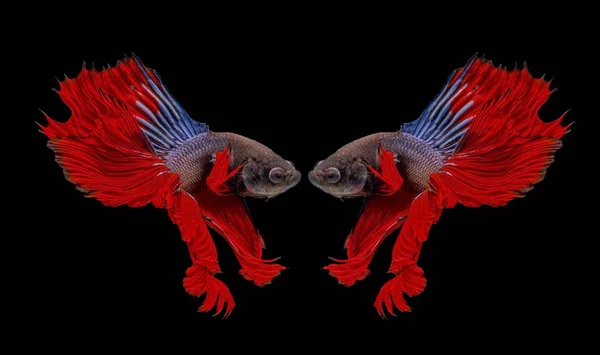 Καταπολέμηση Ψάρια Κόκκινο Ψάρι Μαύρο Φόντο Χρώμα Siamese Μάχη Ψάρι — Φωτογραφία Αρχείου