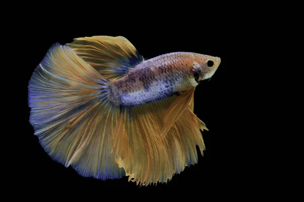 Siamese Vechten Vis Bestrijden Gele Vis Met Blauwe Betta Splendens — Stockfoto