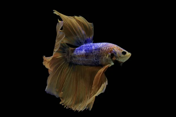 Siamesischer Kampffisch Kämpft Gegen Gelben Fisch Mit Blauem Betta Splendens — Stockfoto