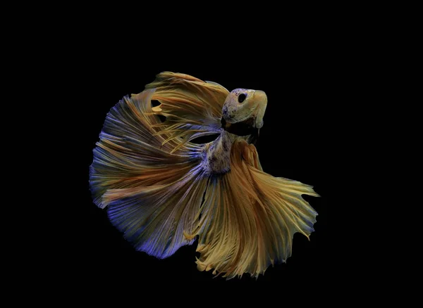 Peixes Siameses Lutam Contra Peixes Amarelos Com Azul Betta Splendens — Fotografia de Stock