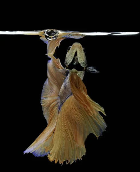 Siamesisk Kampfisk Kämpa Gul Fisk Med Blå Betta Splendens Betta — Stockfoto
