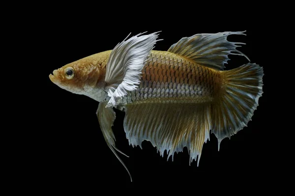 Siamesi Combattono Pesci Combattono Pesci Gialli Betta Splendens Betta Fish — Foto Stock