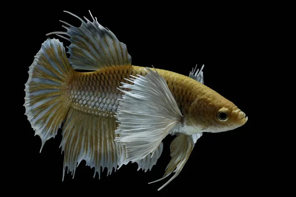 Siamesisk Kampfisk Kampen Gul Fisk Betta Splendens Betta Fisk Halfmoon — Stockfoto