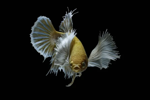 싸우는 물고기 노란색 물고기 Betta Splendens Betta 물고기 Betta — 스톡 사진