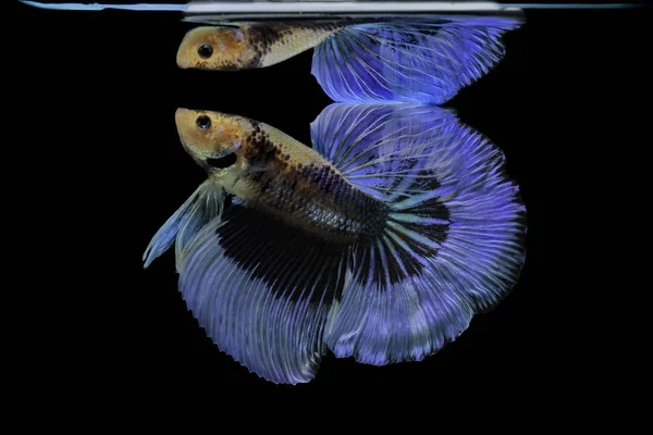 Siamesischer Kampffisch Kämpft Gegen Blauen Fisch Betta Splendens Betta Fish — Stockfoto