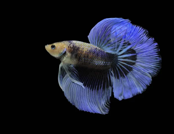 Siamesi Combattono Pesci Combattono Pesci Azzurri Betta Splendens Betta Fish — Foto Stock