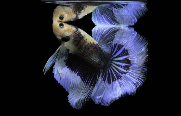 Siamese Fighting Fish Fight Blue Fish Betta Splendens Betta Fish — Stock Photo, Image