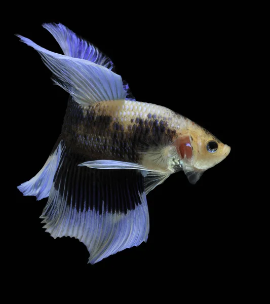 Siamesi Combattono Pesci Combattono Pesci Azzurri Betta Splendens Betta Fish — Foto Stock