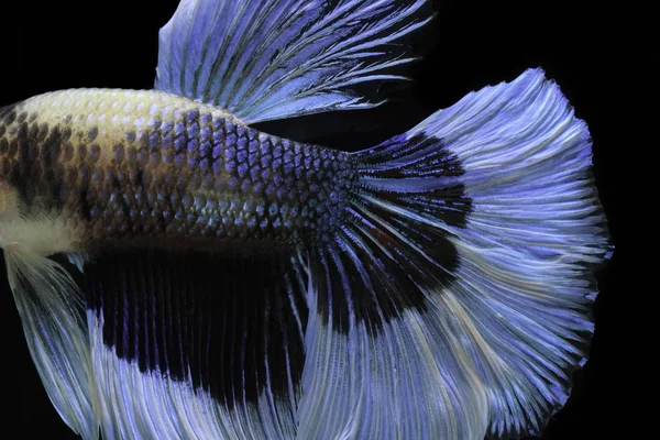 Siamesi Combattono Pesci Combattono Pesci Azzurri Betta Splendens Betta Fish — Foto Stock