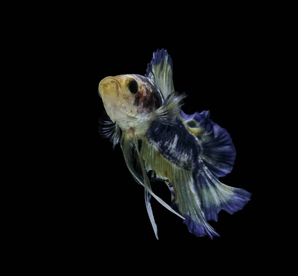 Peixes Siameses Lutam Contra Peixes Azuis Betta Splendens Betta Fish — Fotografia de Stock