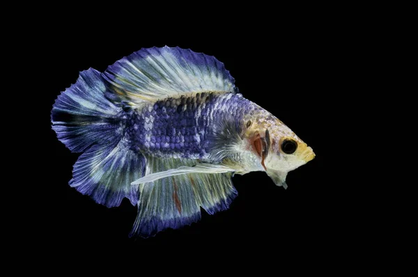 Siamese Vechten Vis Strijd Blauwe Vis Betta Splendens Betta Vis — Stockfoto