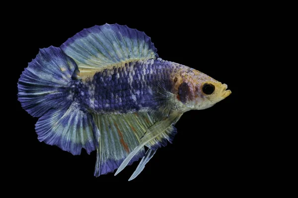 Siamese Vechten Vis Strijd Blauwe Vis Betta Splendens Betta Vis — Stockfoto