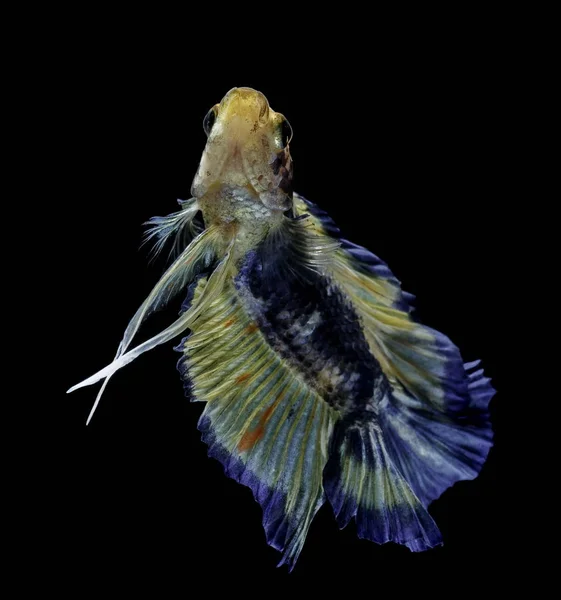 Siyam Mücadele Balık Mücadele Mavi Balık Betta Splendens Daha Iyi — Stok fotoğraf