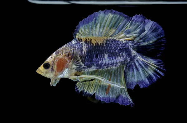 Siamese Vechten Vis Strijd Blauwe Vis Betta Splendens Betta Vis — Stockfoto