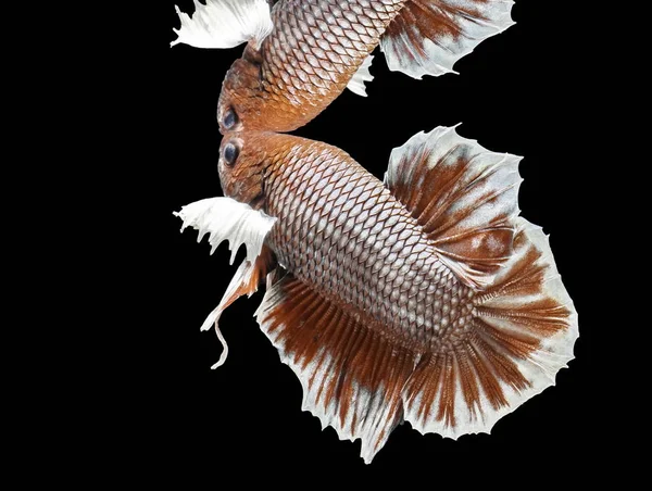Siyam Mücadele Balık Mücadele Kırmızı Balık Betta Splendens Daha Iyi — Stok fotoğraf