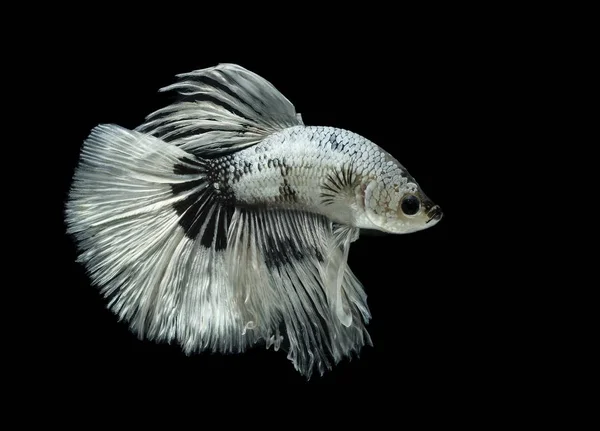 Pesce Siamese Combattente Sfondo Nero Betta Splendens Betta Fish Mezzaluna — Foto Stock