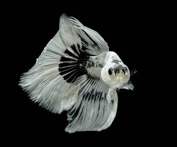 Pesce Siamese Combattente Sfondo Nero Betta Splendens Betta Fish Mezzaluna — Foto Stock