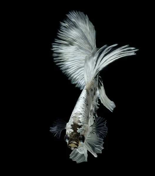 Сиамская Боевая Рыба Черный Нарзан Betta Splendens Betta Fish Halfmoon — стоковое фото