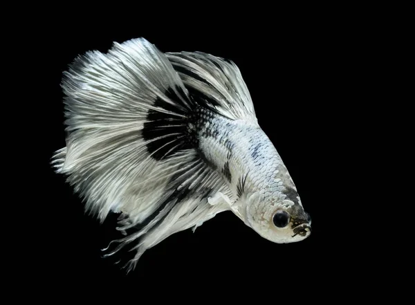 Siamese Fighting Fish Black Backdrop Betta Splendens Betta Fish Halfmoon — Stock Photo, Image