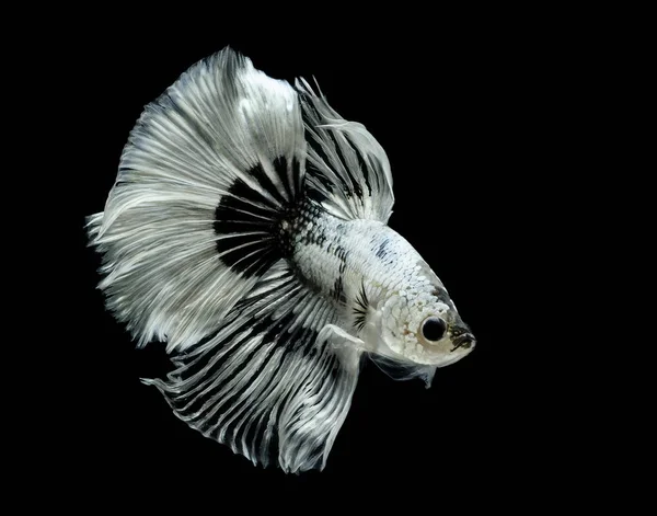 Siyam Balığı Siyah Zemin Betta Splendens Daha Iyi Balık Halfmoon — Stok fotoğraf