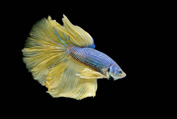 Siamesi Combattono Pesci Combattono Pesci Gialli Betta Splendens Betta Fish — Foto Stock