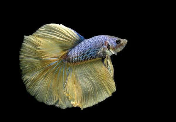 싸우는 물고기 노란색 물고기 Betta Splendens Betta 물고기 Betta — 스톡 사진