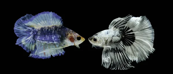 Siamese fighting fish, black backdrop, Betta splendens, Betta Fish, Half moon Betta.